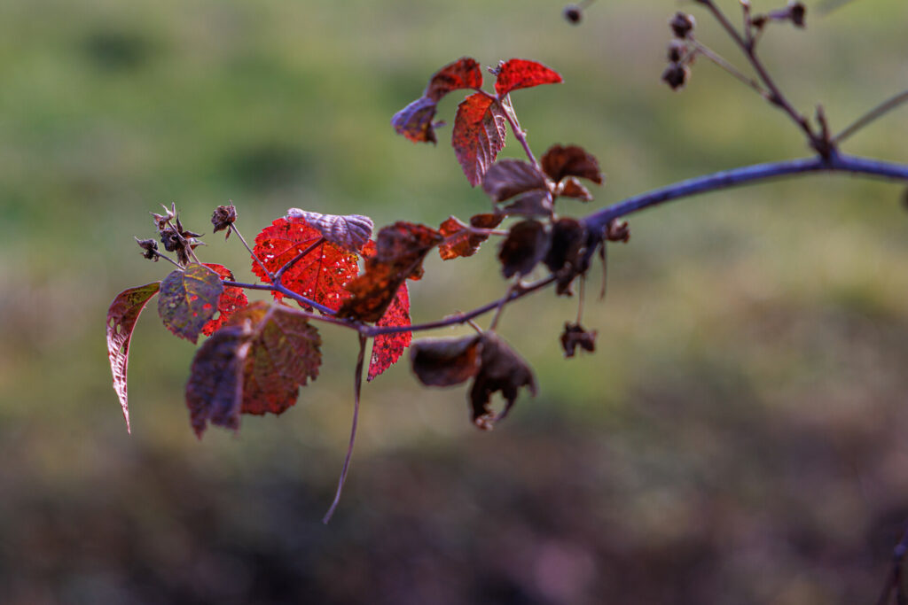 Feuilles d’automne Rouges