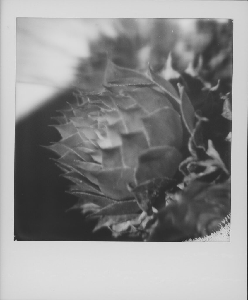 Photographie macro d'une plante avec un Polaroid 680