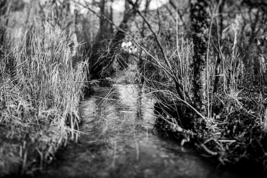 Photographie noir et blanc d'un ruisseau en forêt