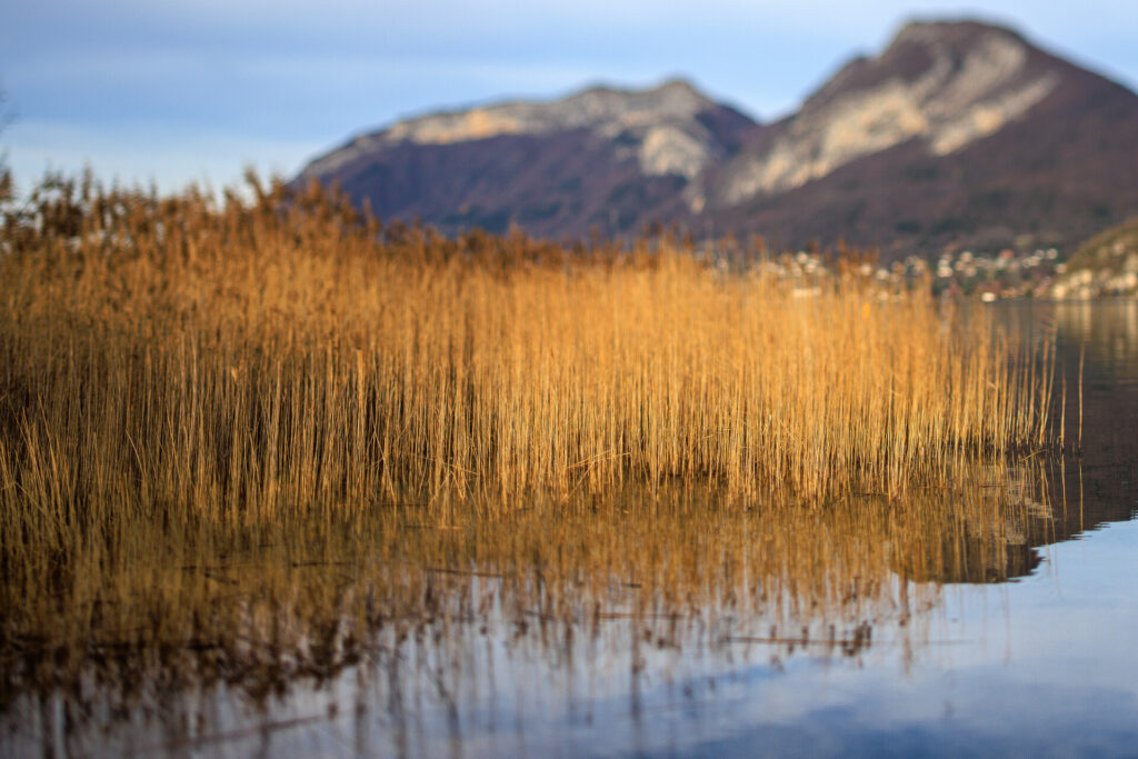 Photographie de roseaux et leur reflet dans le lac d'Annecy