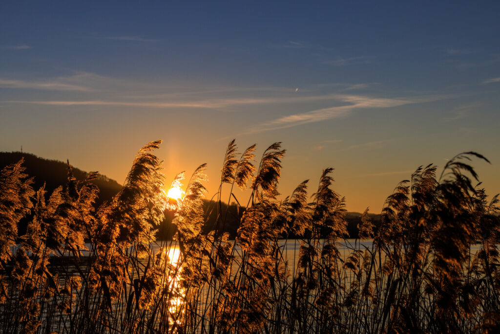 Photographie de roseaux au coucher su soleil