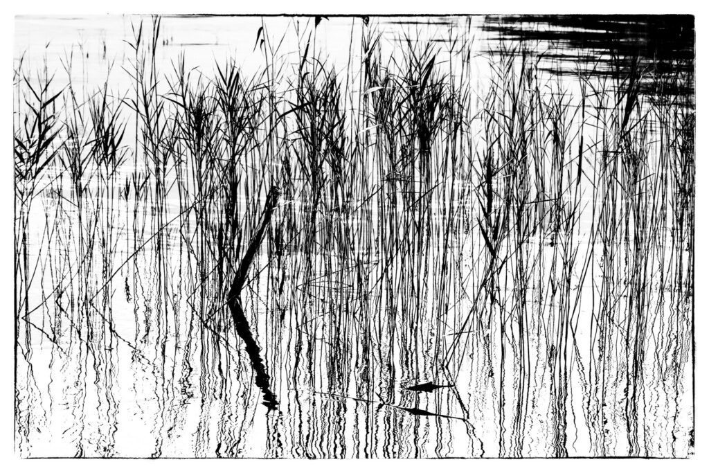 Photographie noir et blanc style dessin de roseaux 