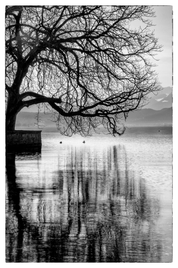 Photographie artistique du reflet des arbres dans le lac d'Annecy