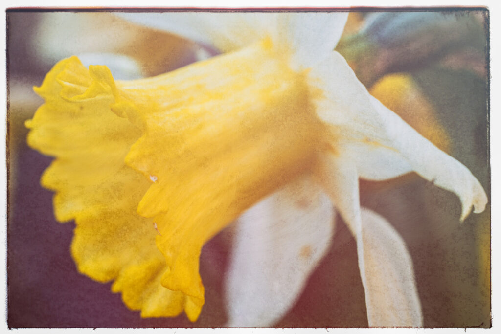 Photographie artistique d'une jonquille