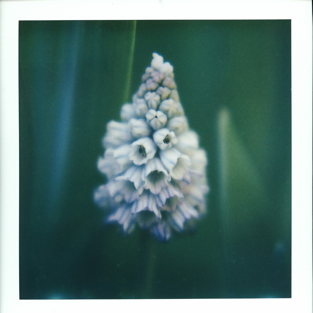 Polaroid d'un Muscaris