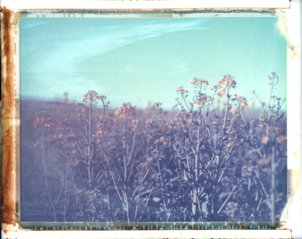 Polaroid de Colza