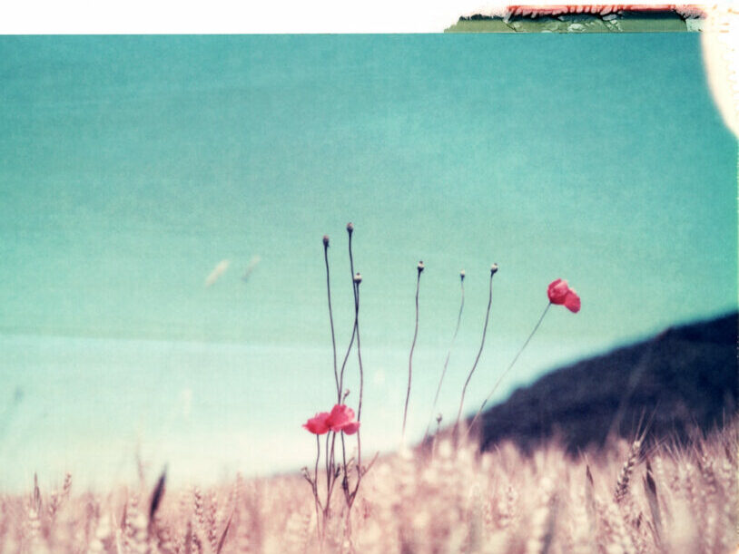 Polaroid de coquelicots dans un champ de blé