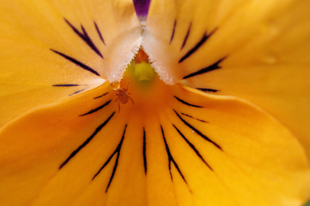 Photographie macro d'une petite araignée acrochée à une goutte d'eau