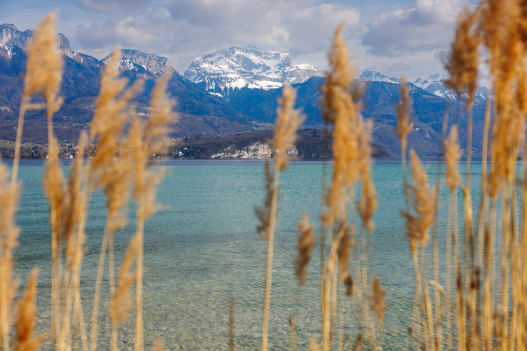 Le lac d'Annecy et la Tournette derrière des roseaux