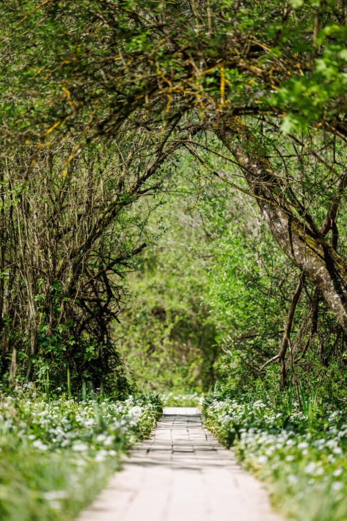 Un chemin avec des dalles en bois en forêt bordé d'ail des ours, les arbres formant un tunnel au-dessus dans la réserve du bout du lac d'Annecy