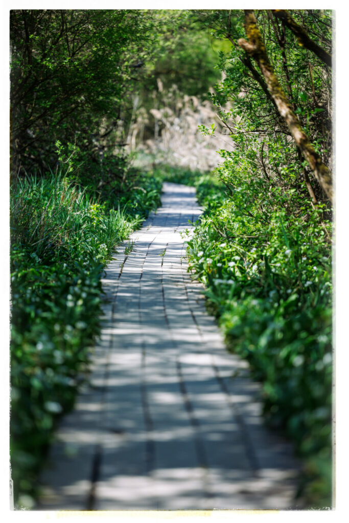 Un chemin avec des dalles en bois entouré de verdure dans la réserve du bout du lac d'Annecy