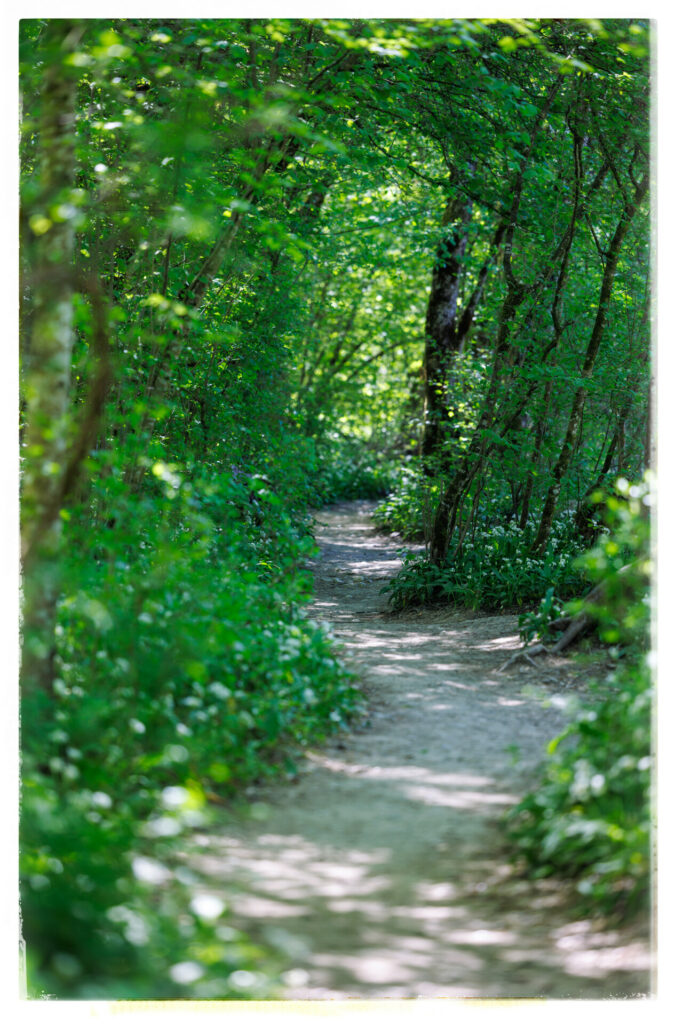 Un chemin dans la forêt de la réserve du bout du lac d'Annecy