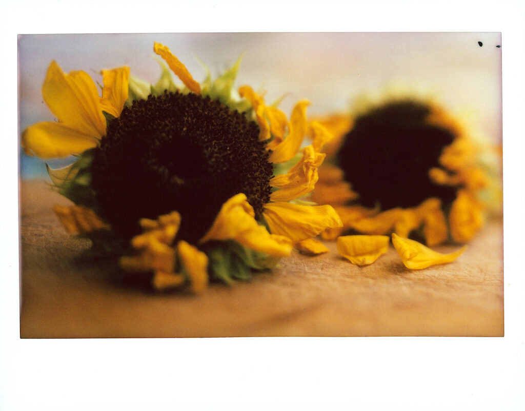 Photographie instantanée de tournesols