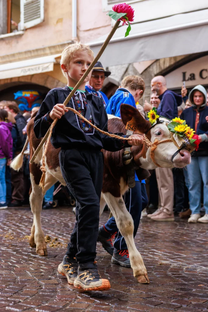Enfants qui tient un veau lors du Retour des Alpages à Annecy