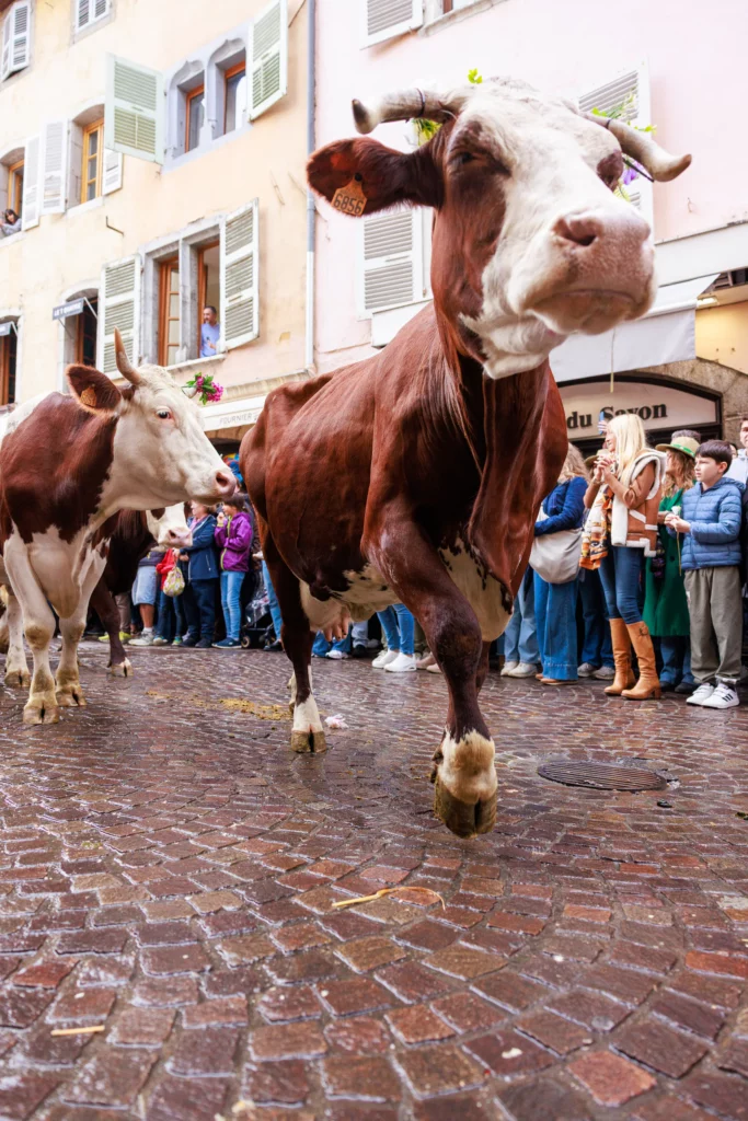 Vache qui semble fière lors du défilé pour le Retour des Alpages à Annecy