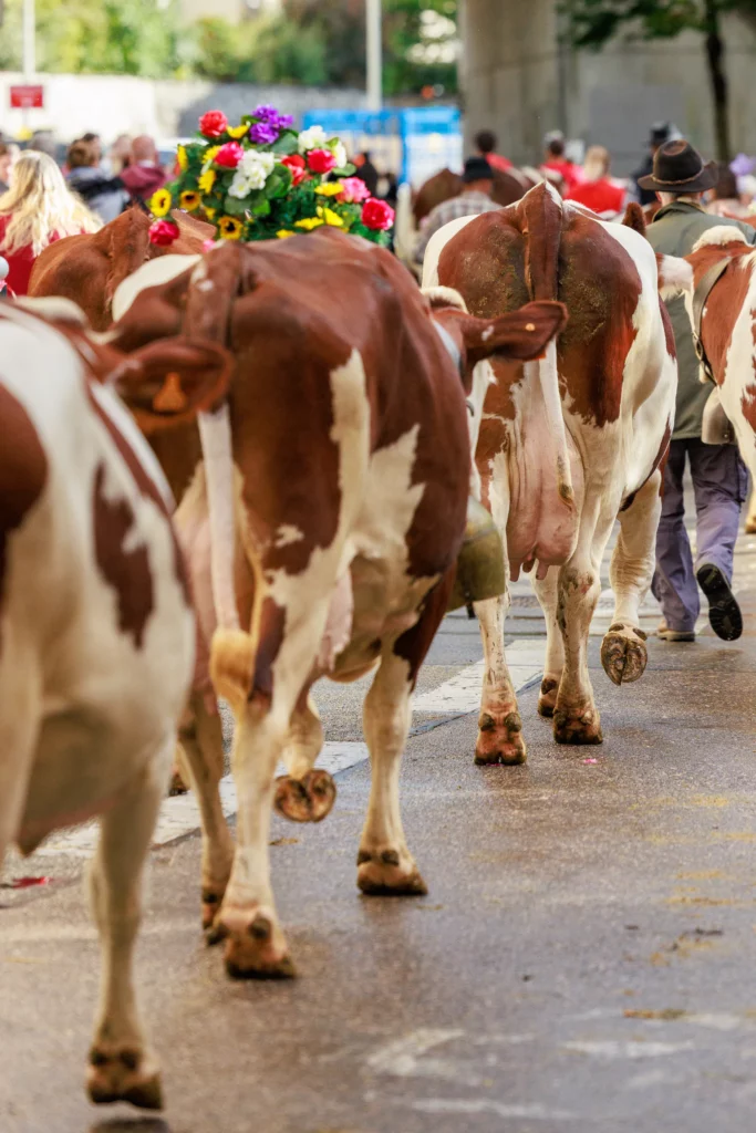 Cortège de vaches lors du Retour des Alpages à Annecy
