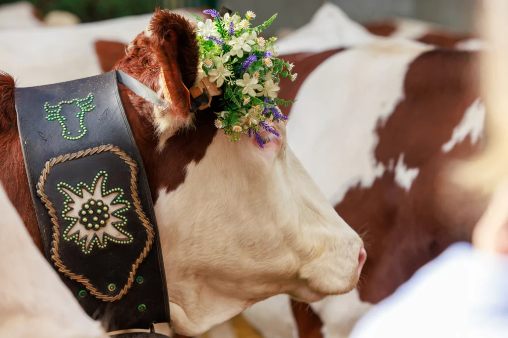 Vache avec son collier et des fleurs lors du Retour des Alpages à Annecy