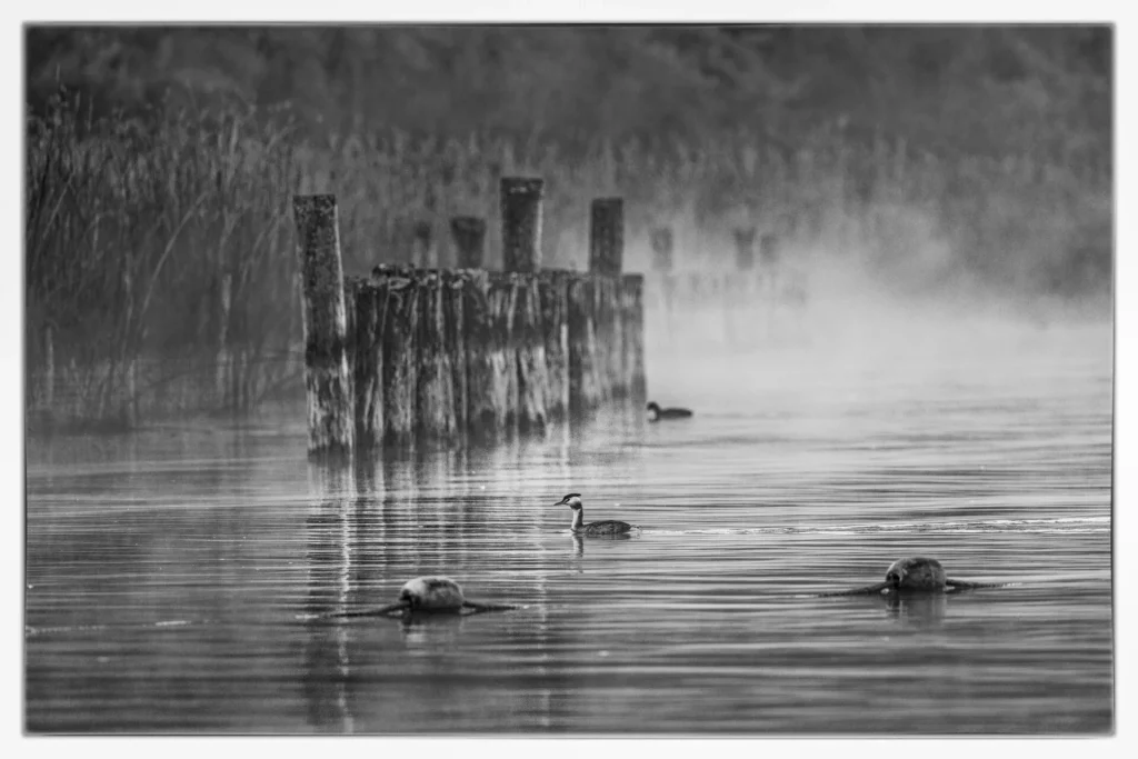 Oiseau sur le lac d'Annecy en noir et blanc